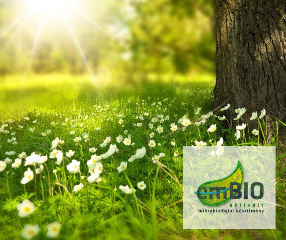 a talaj termékenysége jelentősen növekszik és a növények ellenálló képessége fokozódik - emBIO – 
						  aktivált mikrobiológiai készítmény