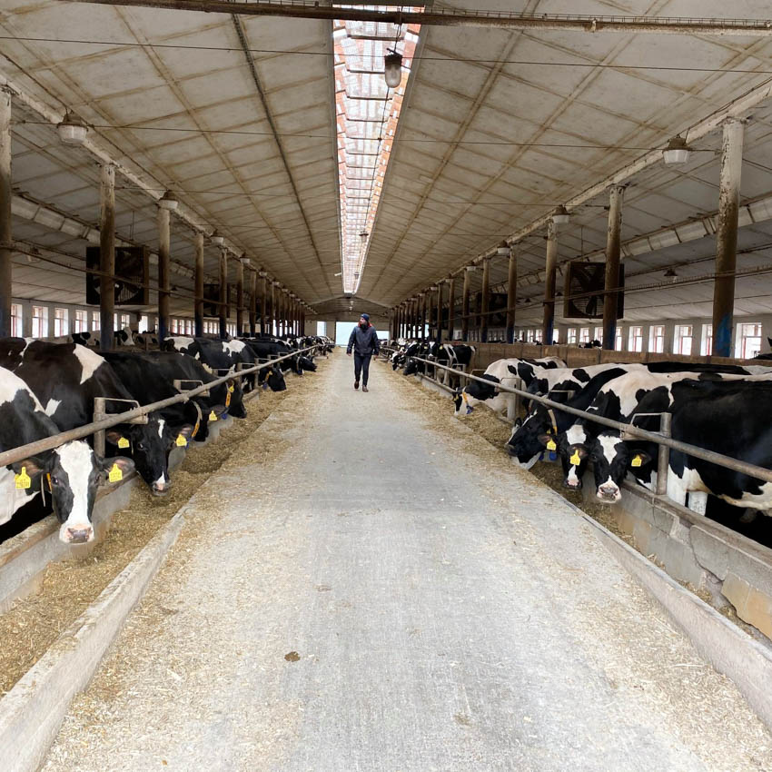 Holstein Genetika Kft. előfürösztők, utófürösztők