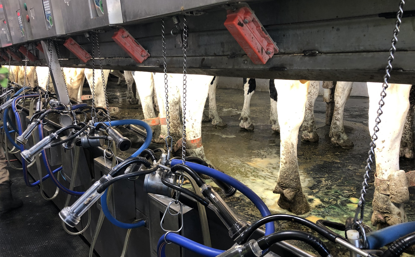 Holstein Genetika Kft. előfürösztők, utófürösztők
