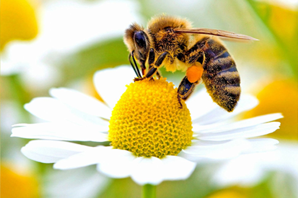 Méhkenyér, Gyógygomba őrlemények, Méhpempő és méhkenyér; 9x6