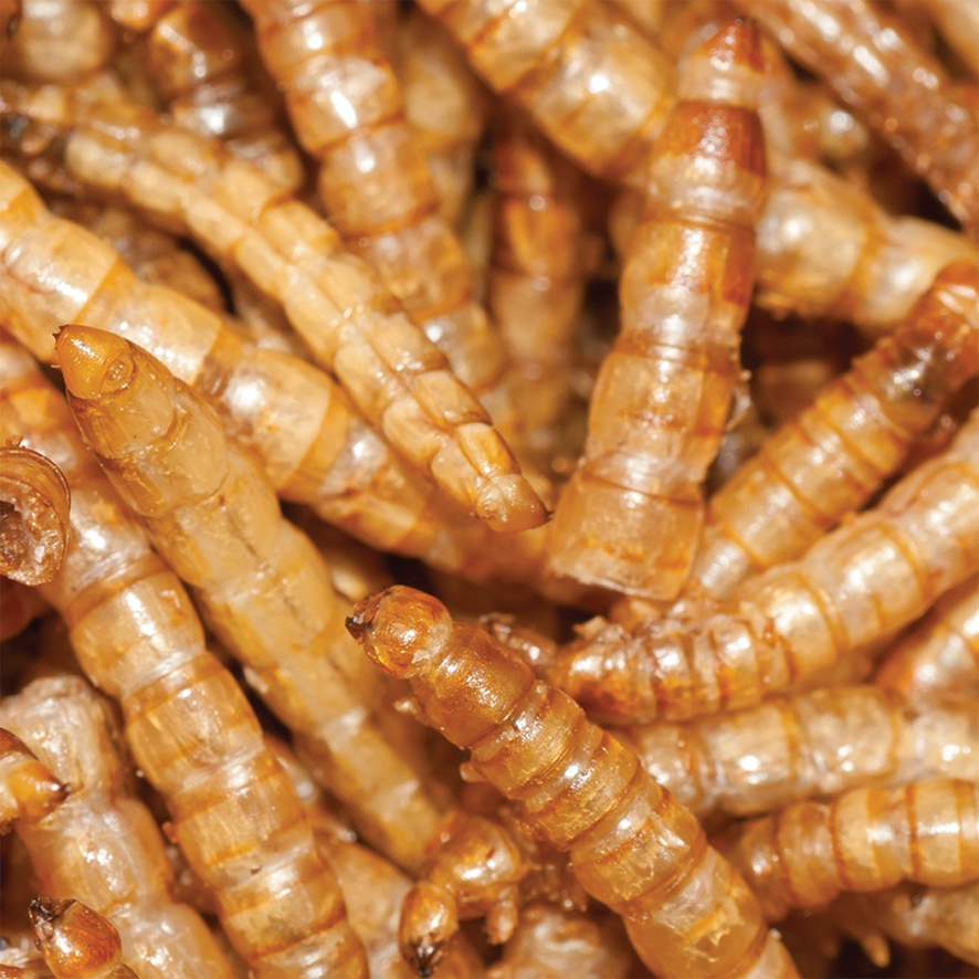 Speciális szabályai vannak az élelmiszercélú rovarok forgalmazásának