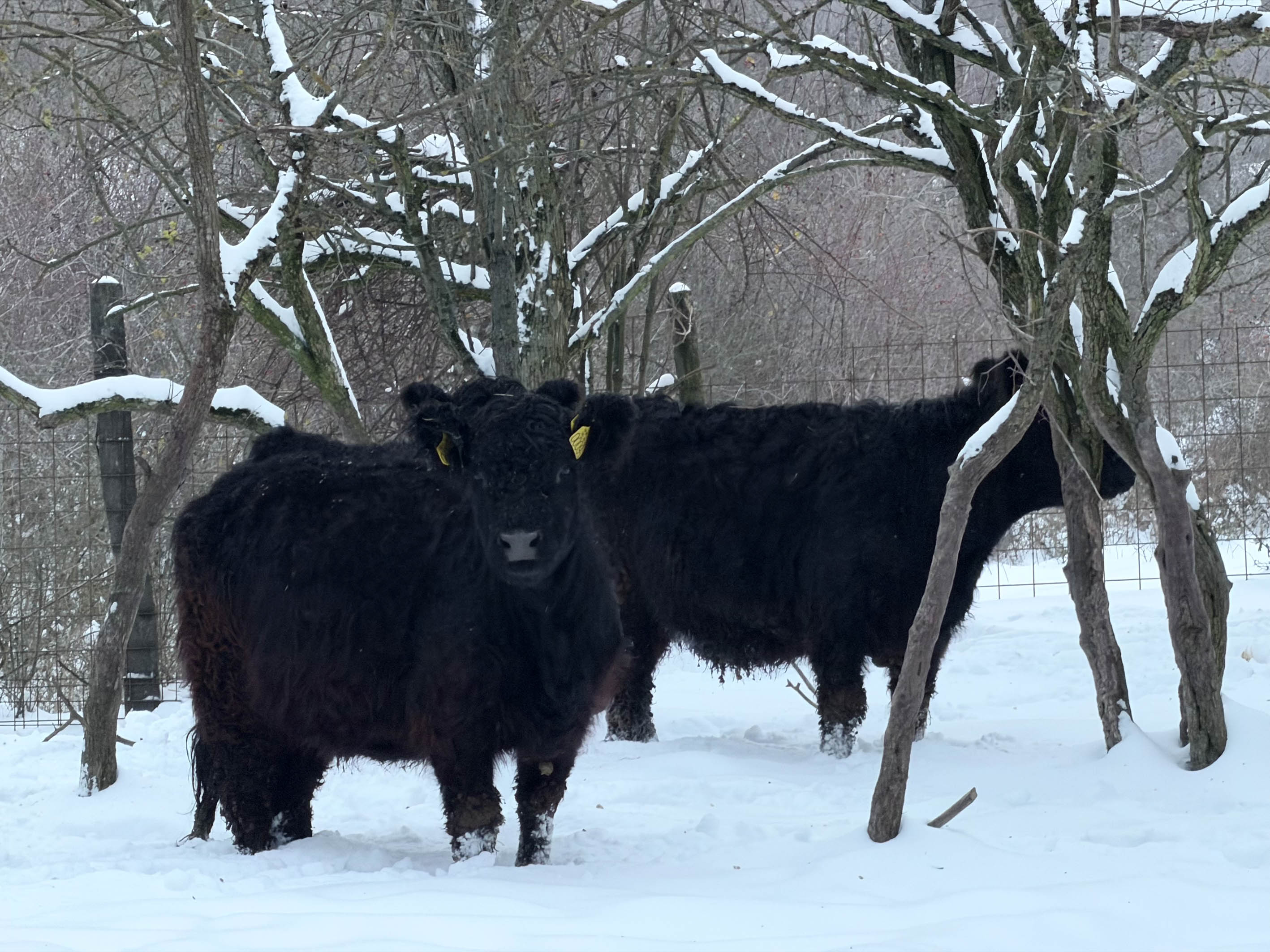 Möllmann Ranch “Legelőtől az asztalig”