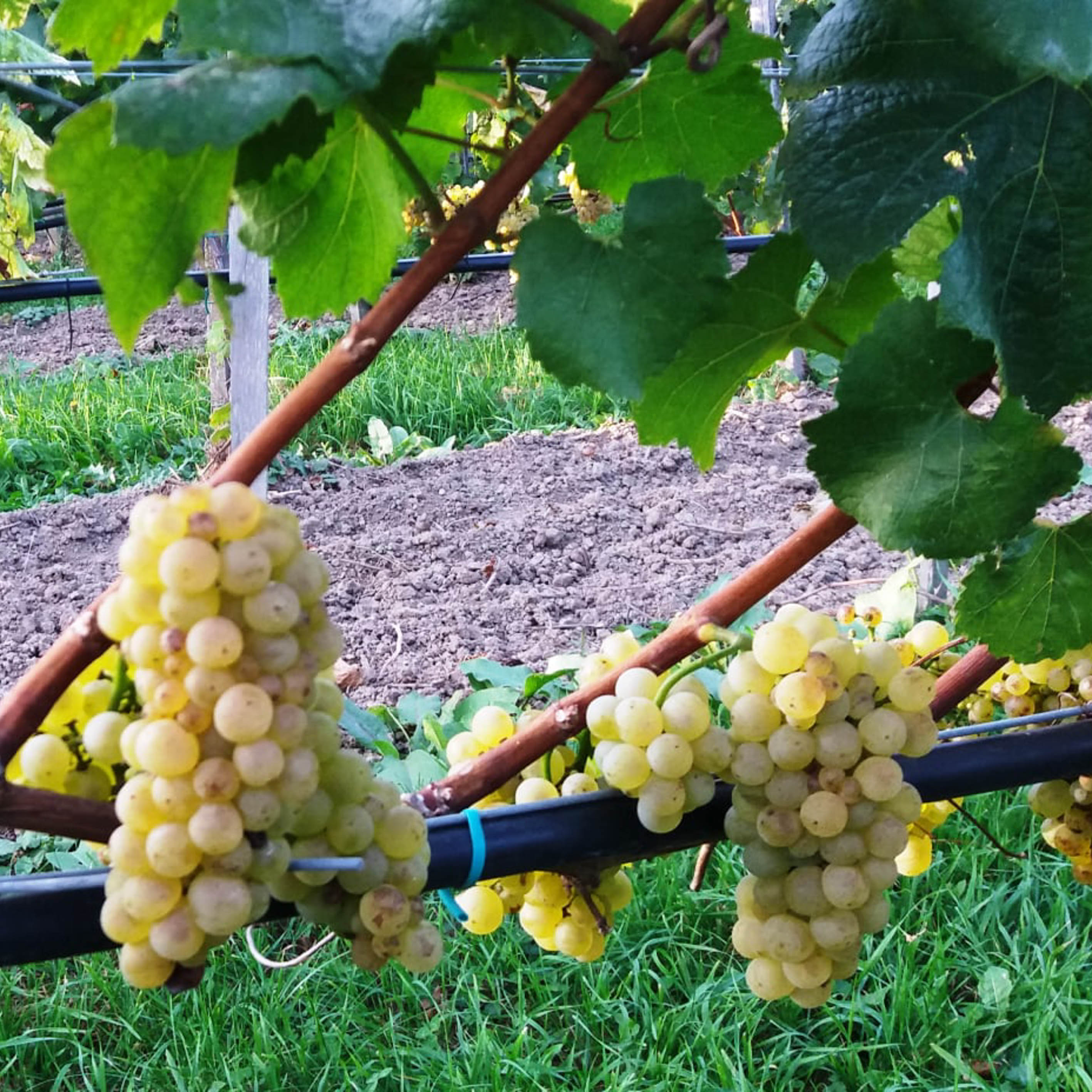 Szent Márton Pincészet Kft