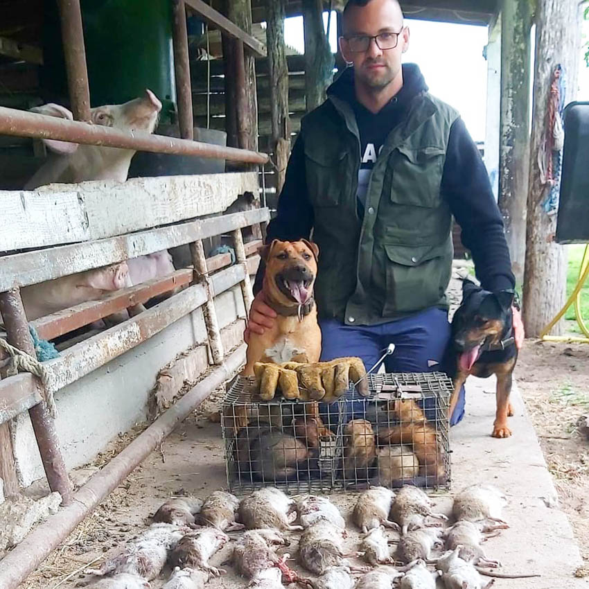 Vegyszermentes Patkányírtás Kutyákkal ès Vadászgörényekkel, vadászgörényes patkányírtás