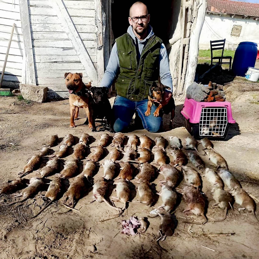 Vegyszermentes Patkányírtás Kutyákkal ès Vadászgörényekkel, vadászgörényes patkányírtás